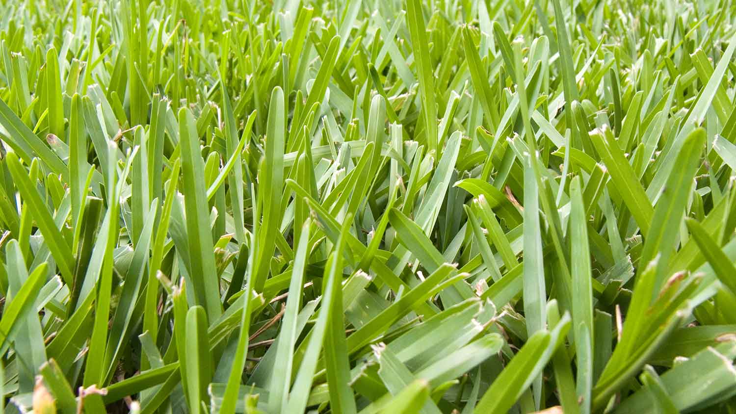 Closeup of St. Augustine grass