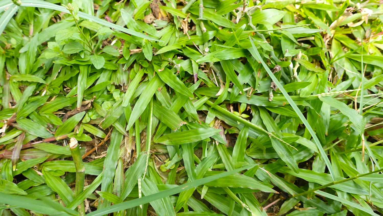 Closeup of a backyard with carpetgrass