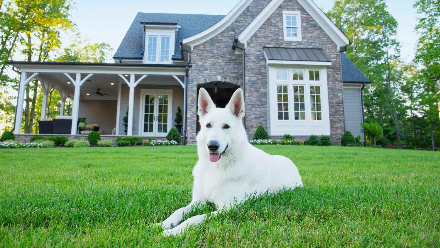 A dog laying in a house’s front yard