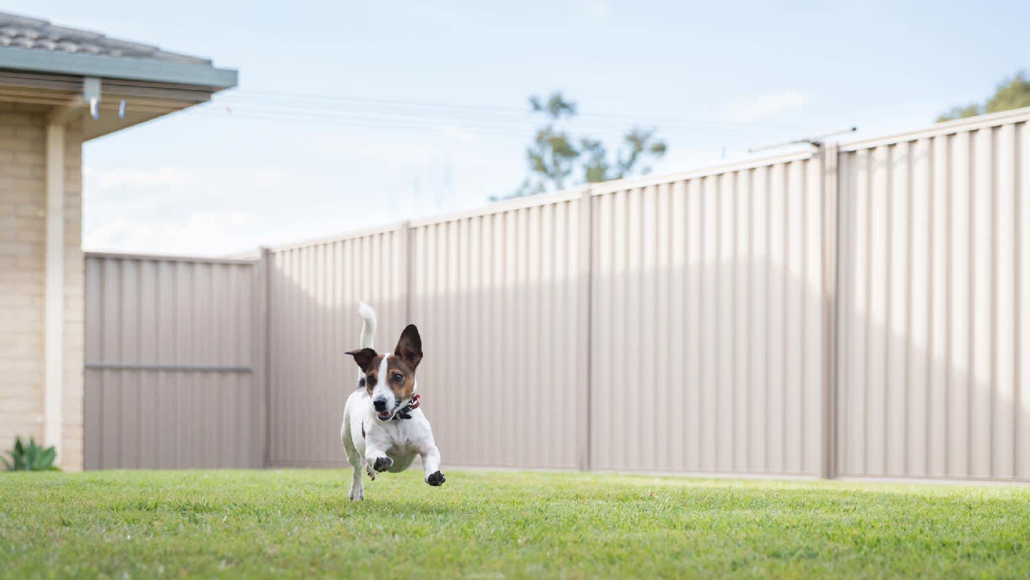 A dog running in front of a corrugated metal fence