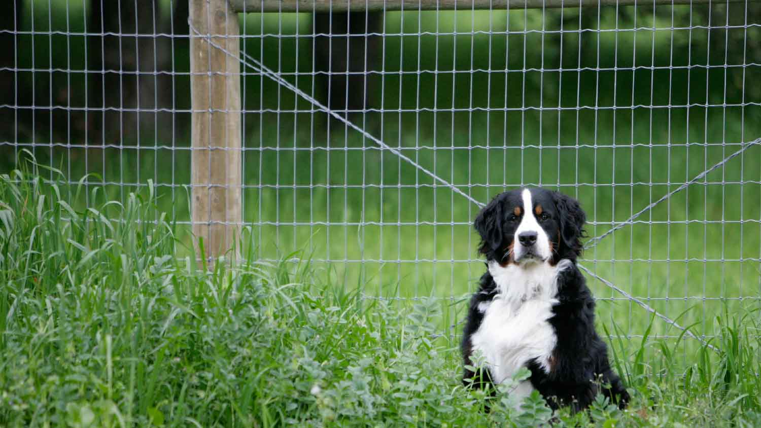 A dog standing in front of a hog wire fence