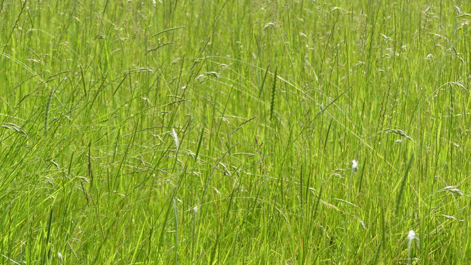 Bahia grass background