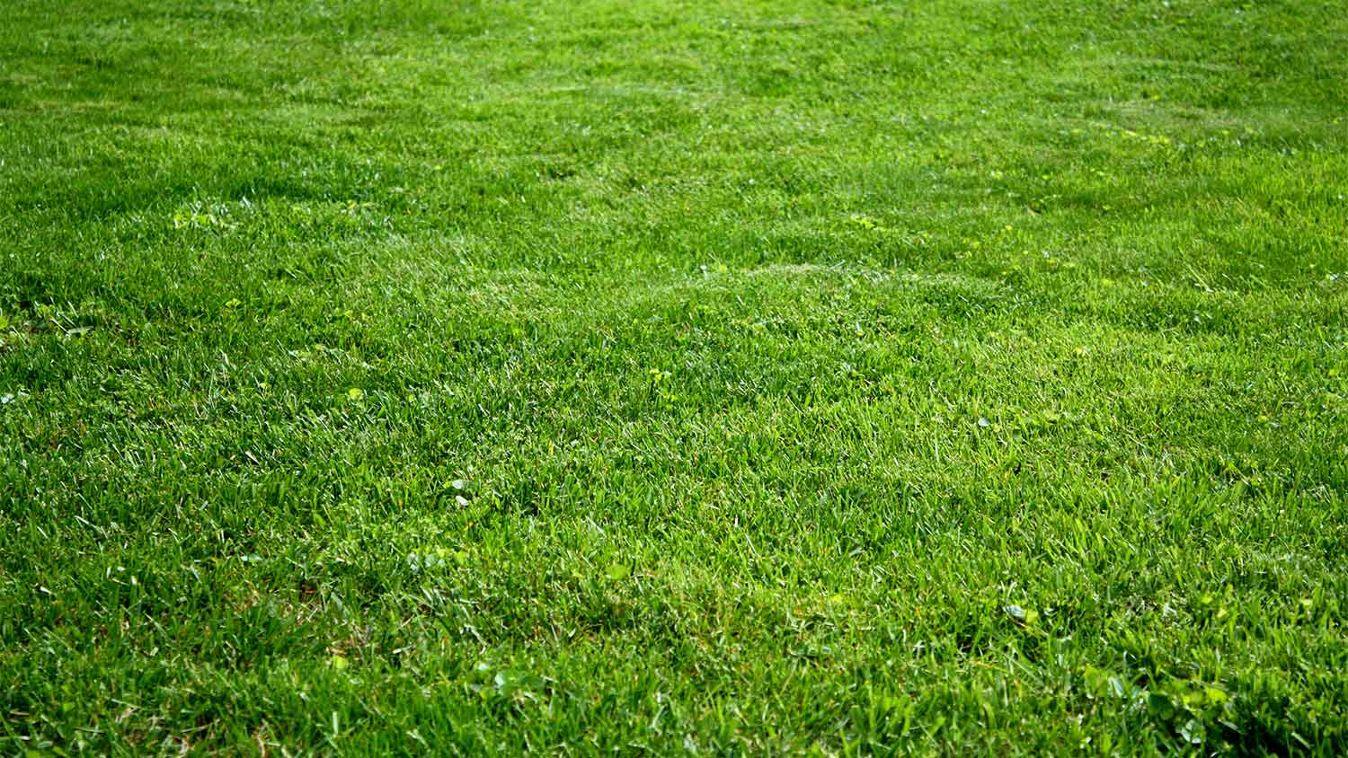 Lush Kentucky Bluegrass