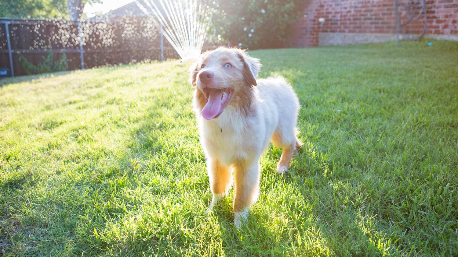 Adorable dog in the back yard