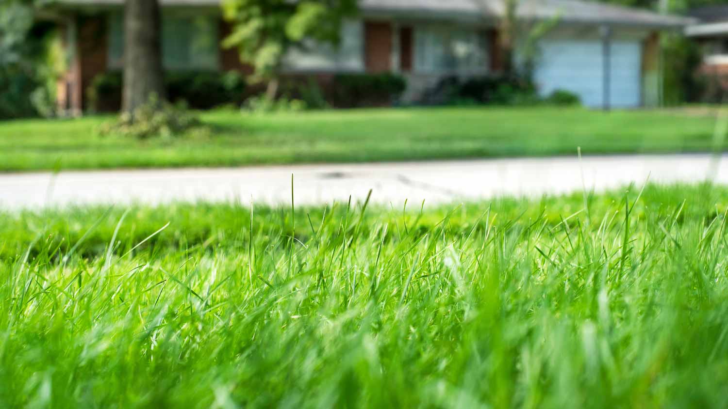 Green grass lawn