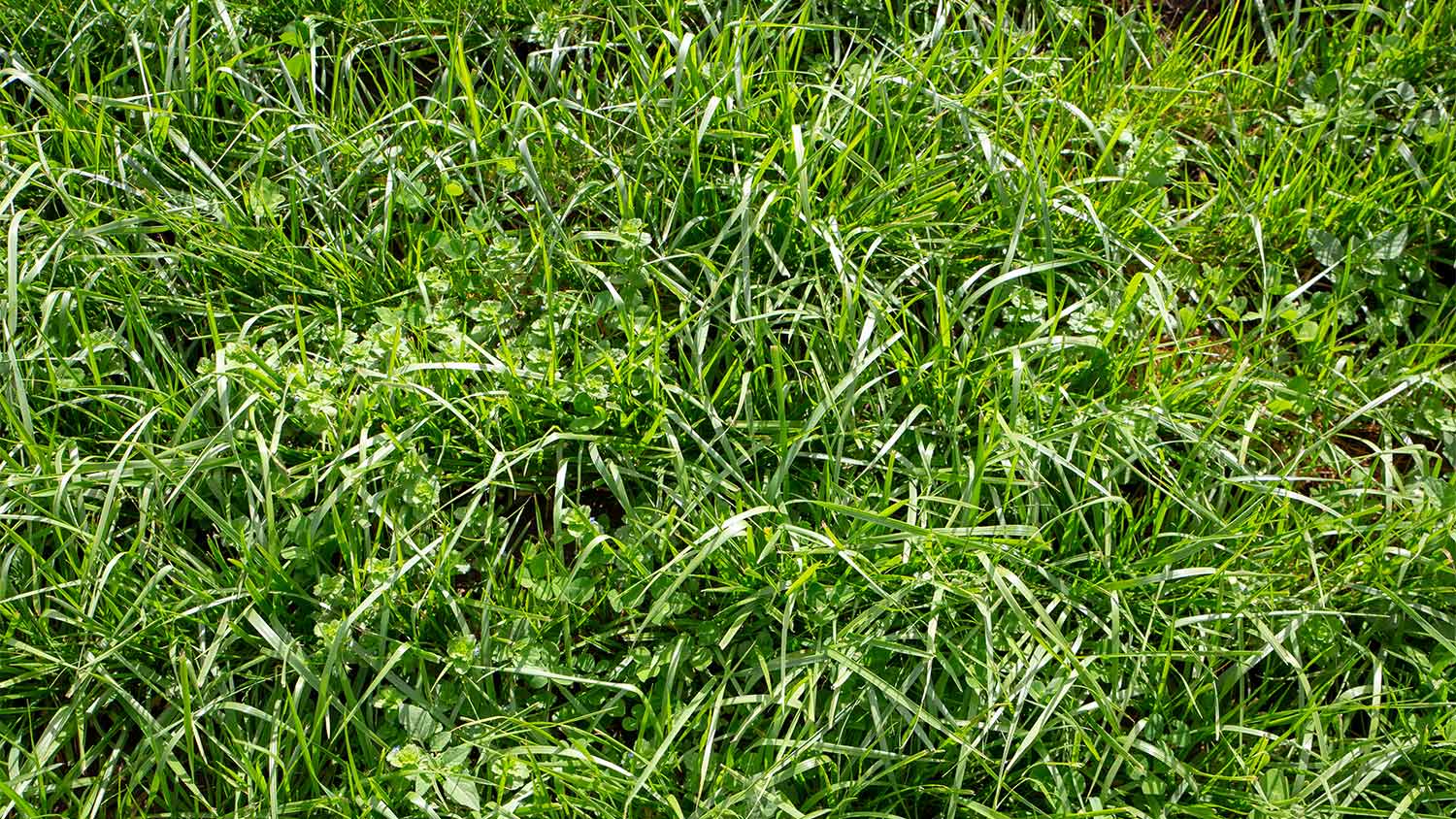 Tall Fescue grass