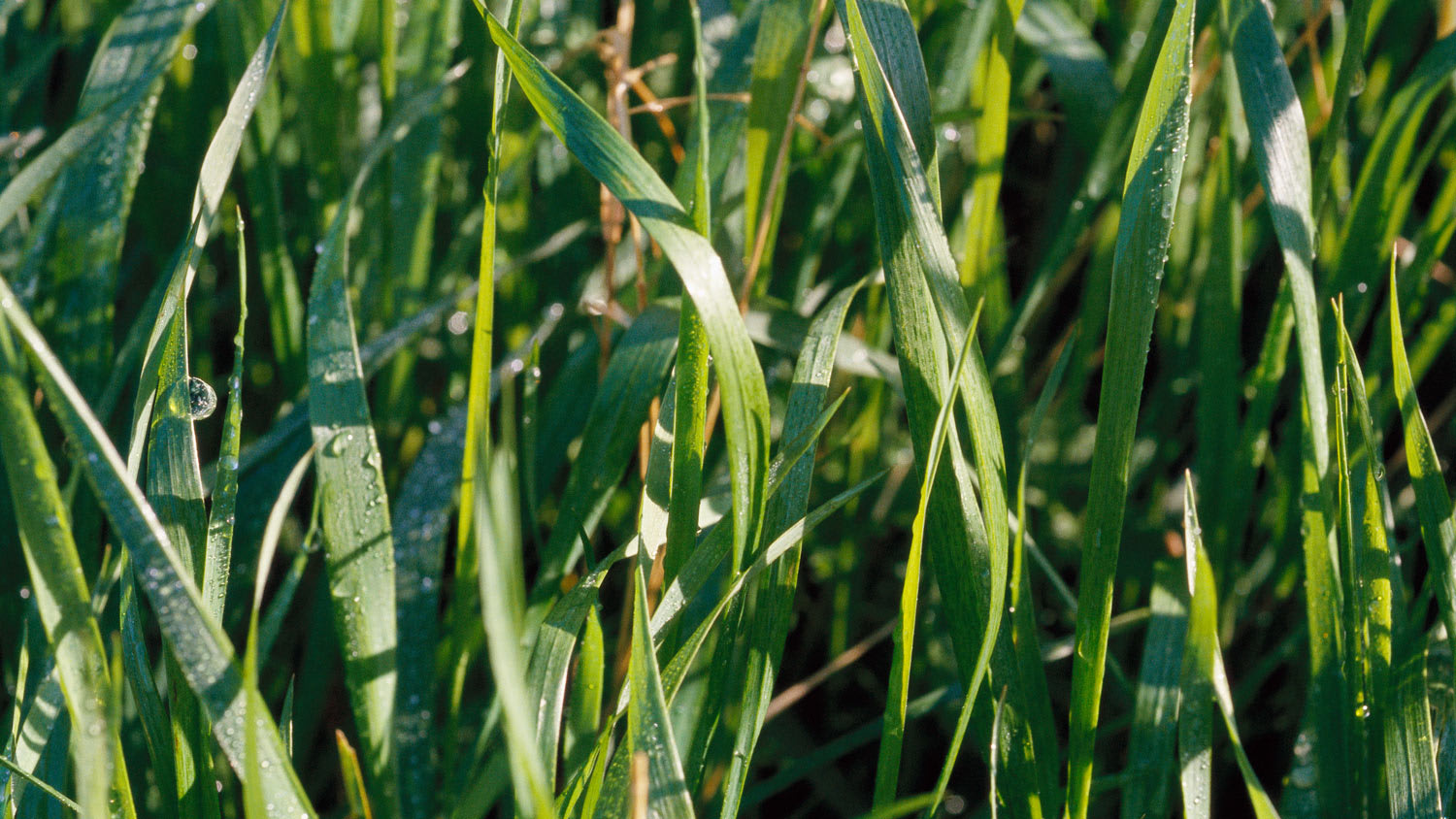 Tall grass with dew drop