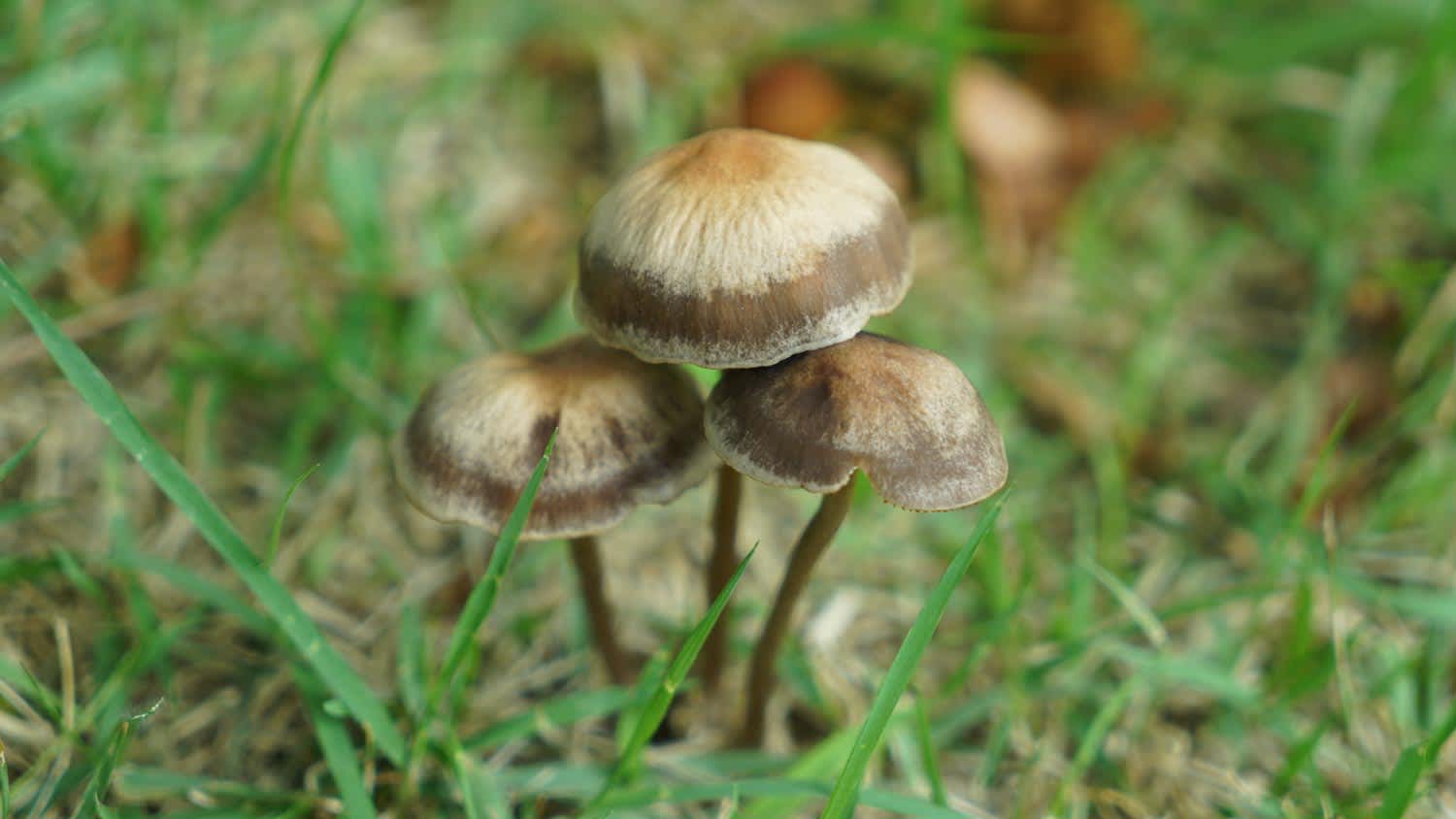 brown mushrooms growing in grass