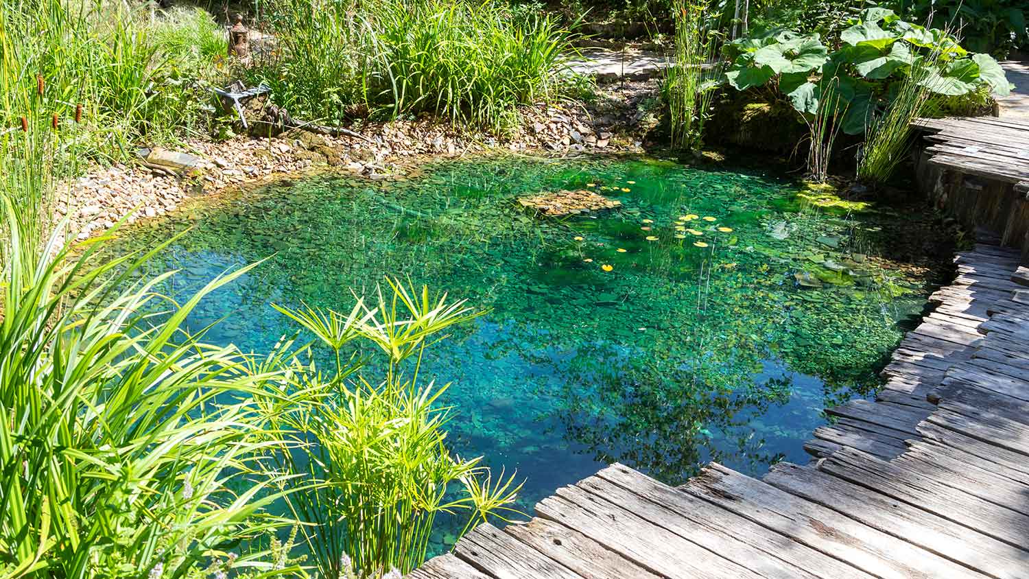 Natural swimming pool with a variety of plants