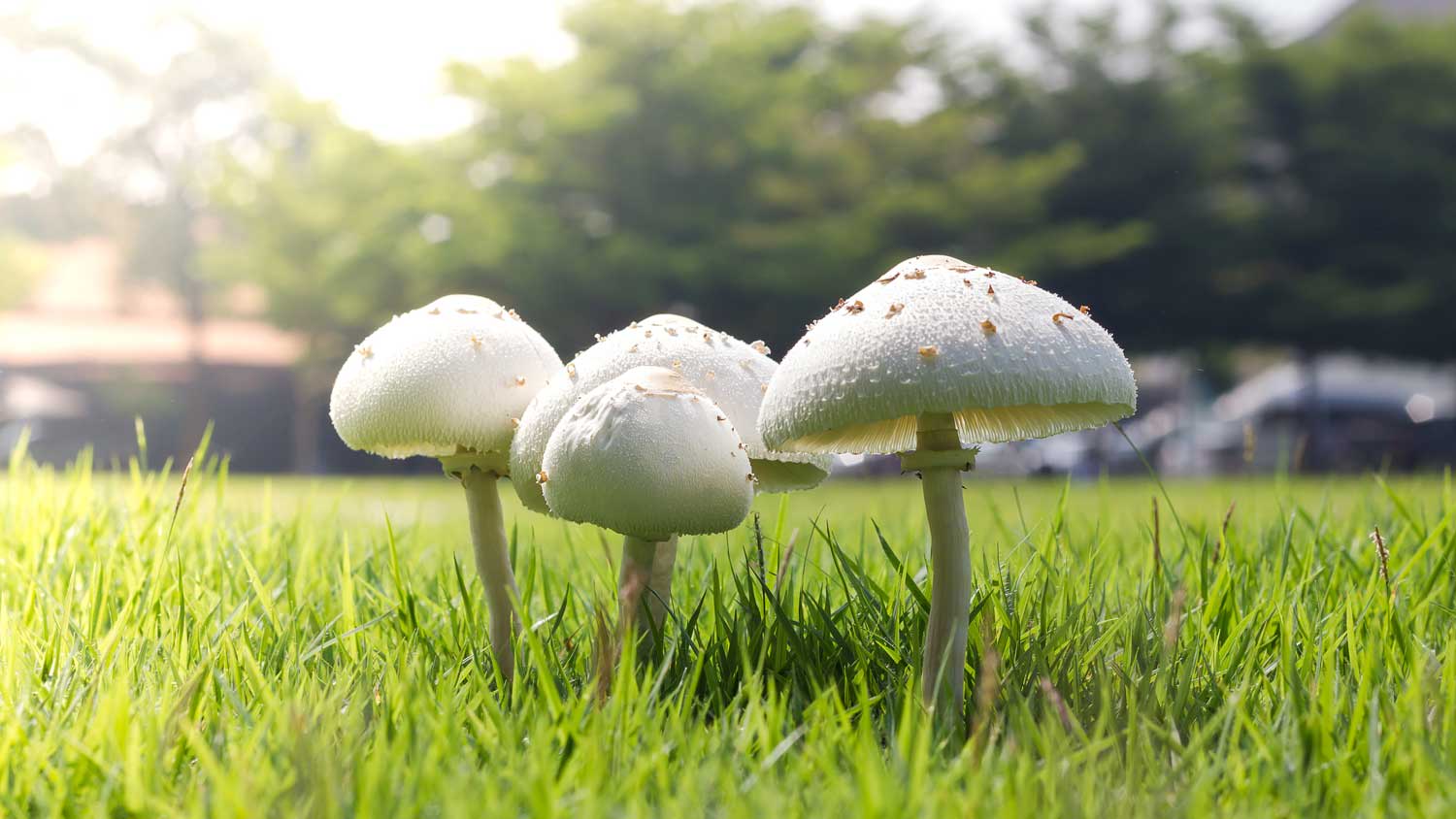 white mushrooms in grass