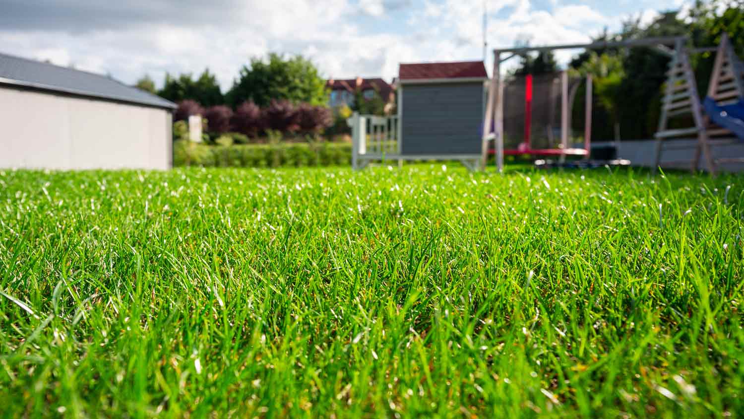 lush backyard lawn