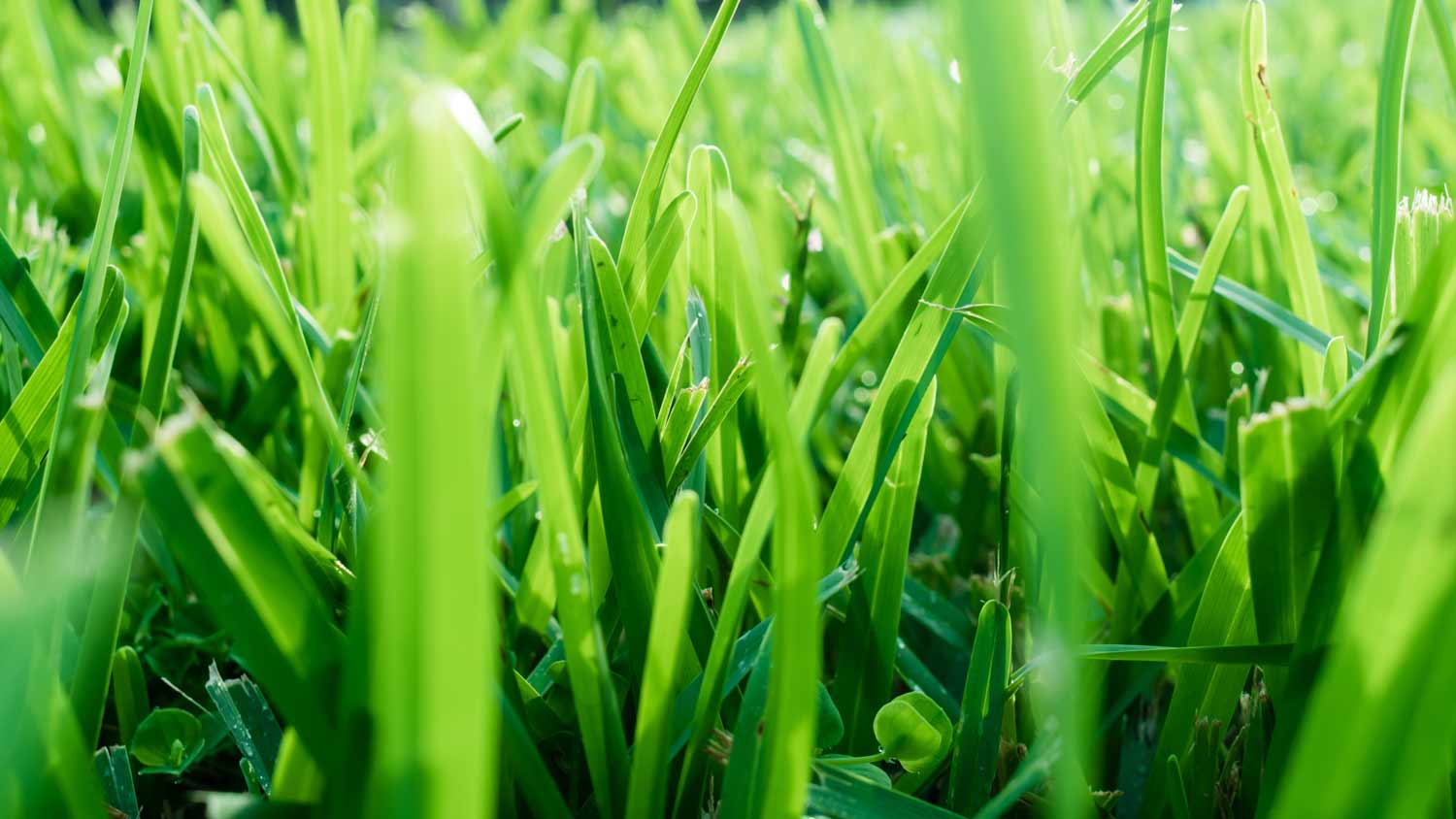 close up of bahia grass