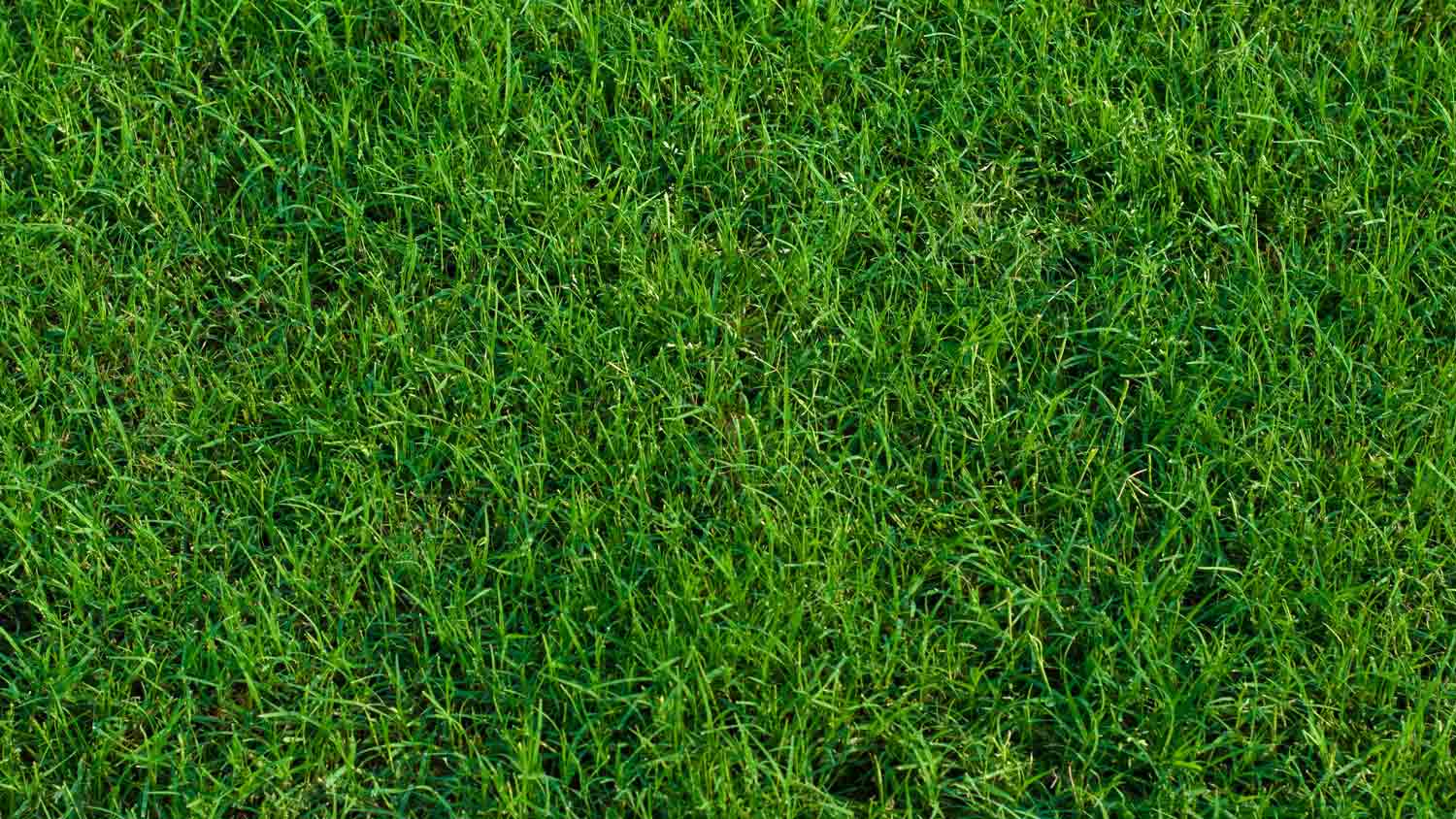 close up of bermuda grass