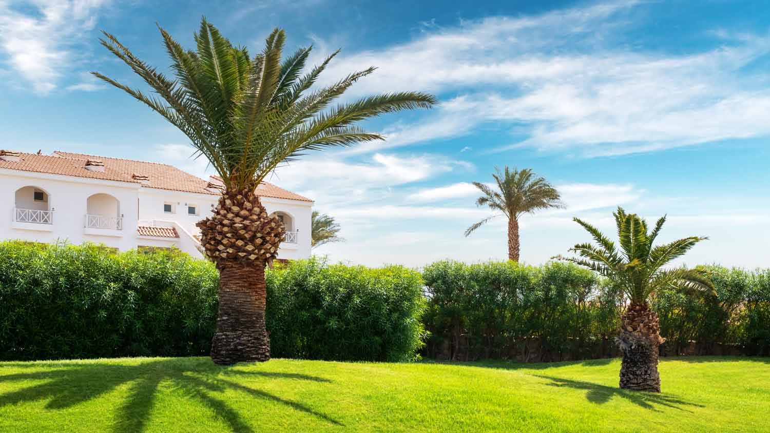 tropical house bahia grass