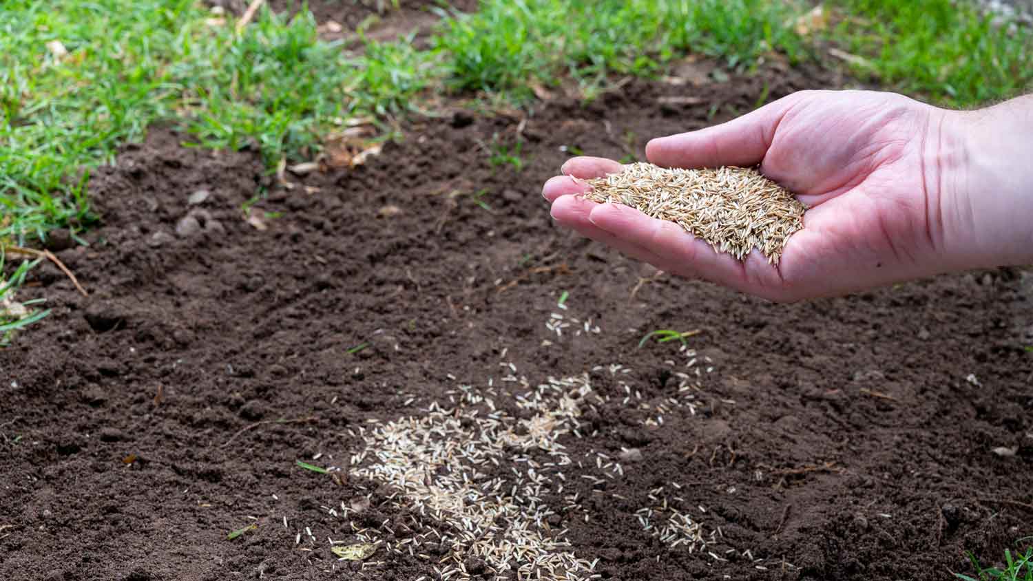 man placing handful of grass seeds on soil