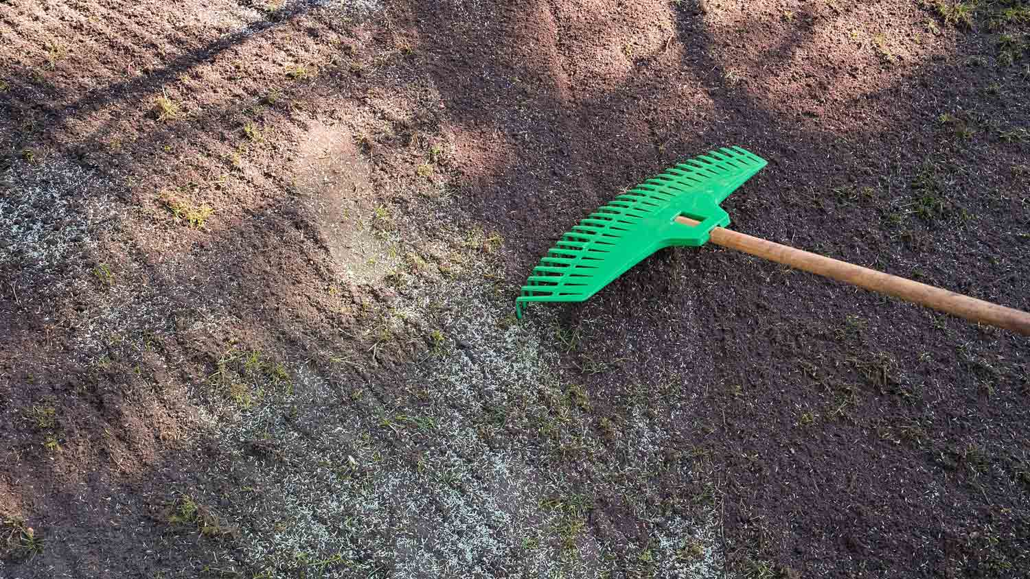 raking grass seeds in soil
