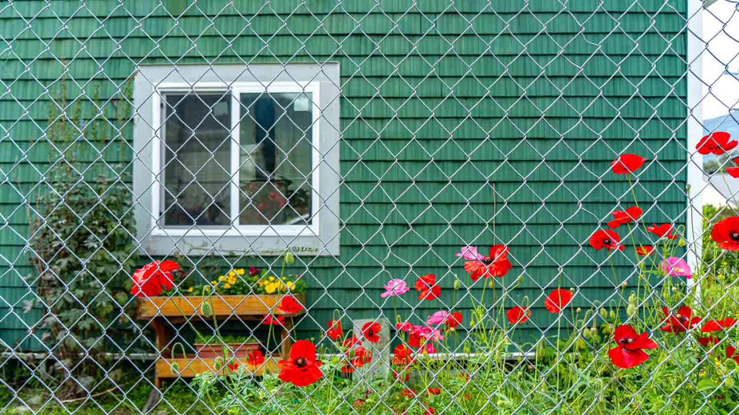 flowers peaking out of chain link fence in front of home