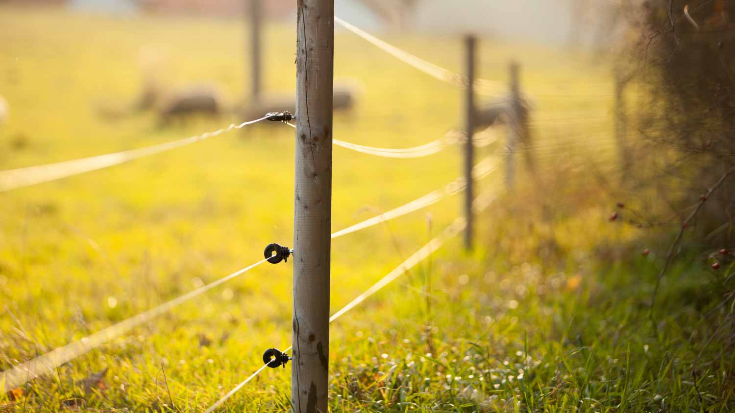 Electric fencing around a pasture