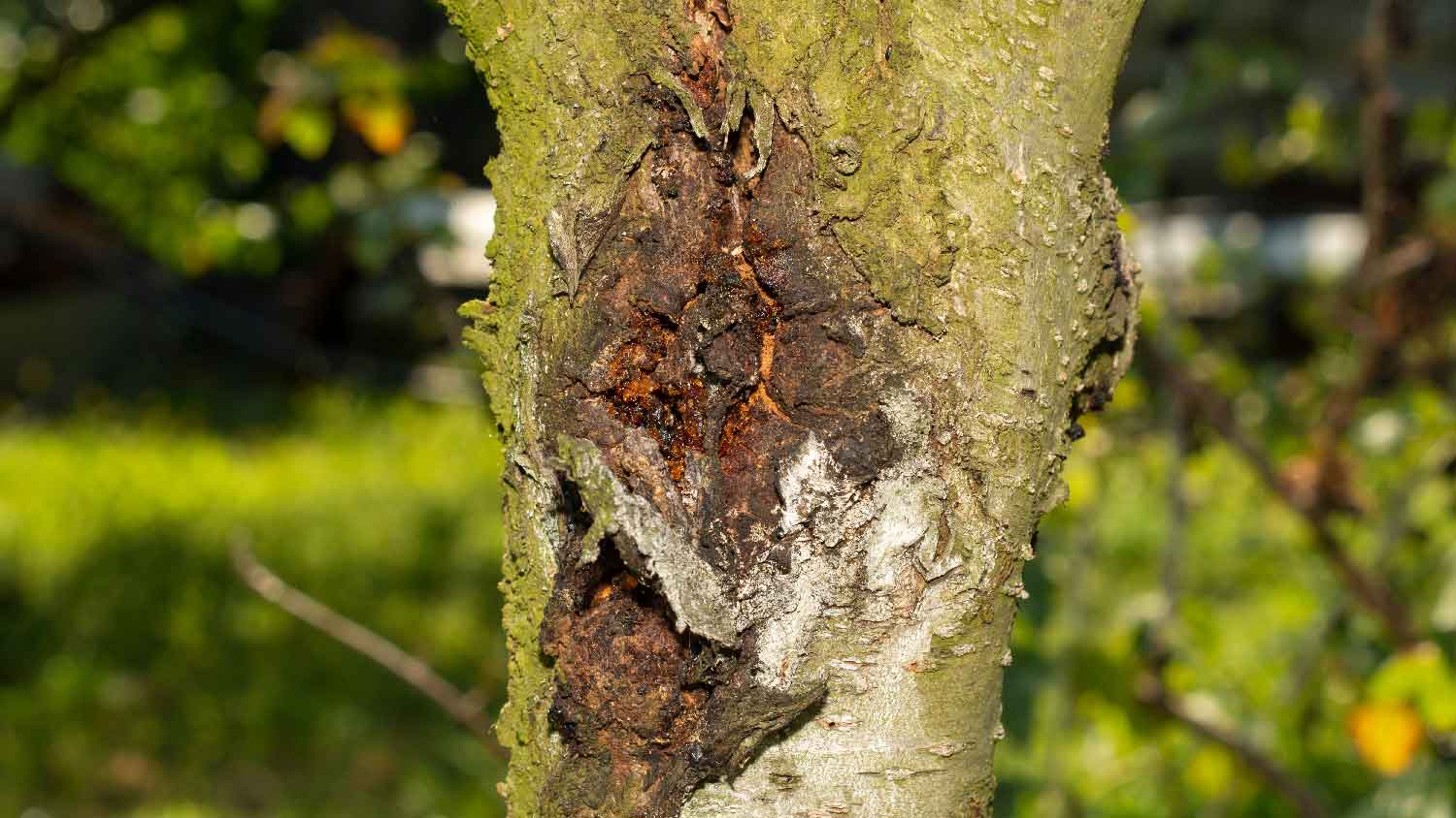 Canker disease on a peach orchard tree