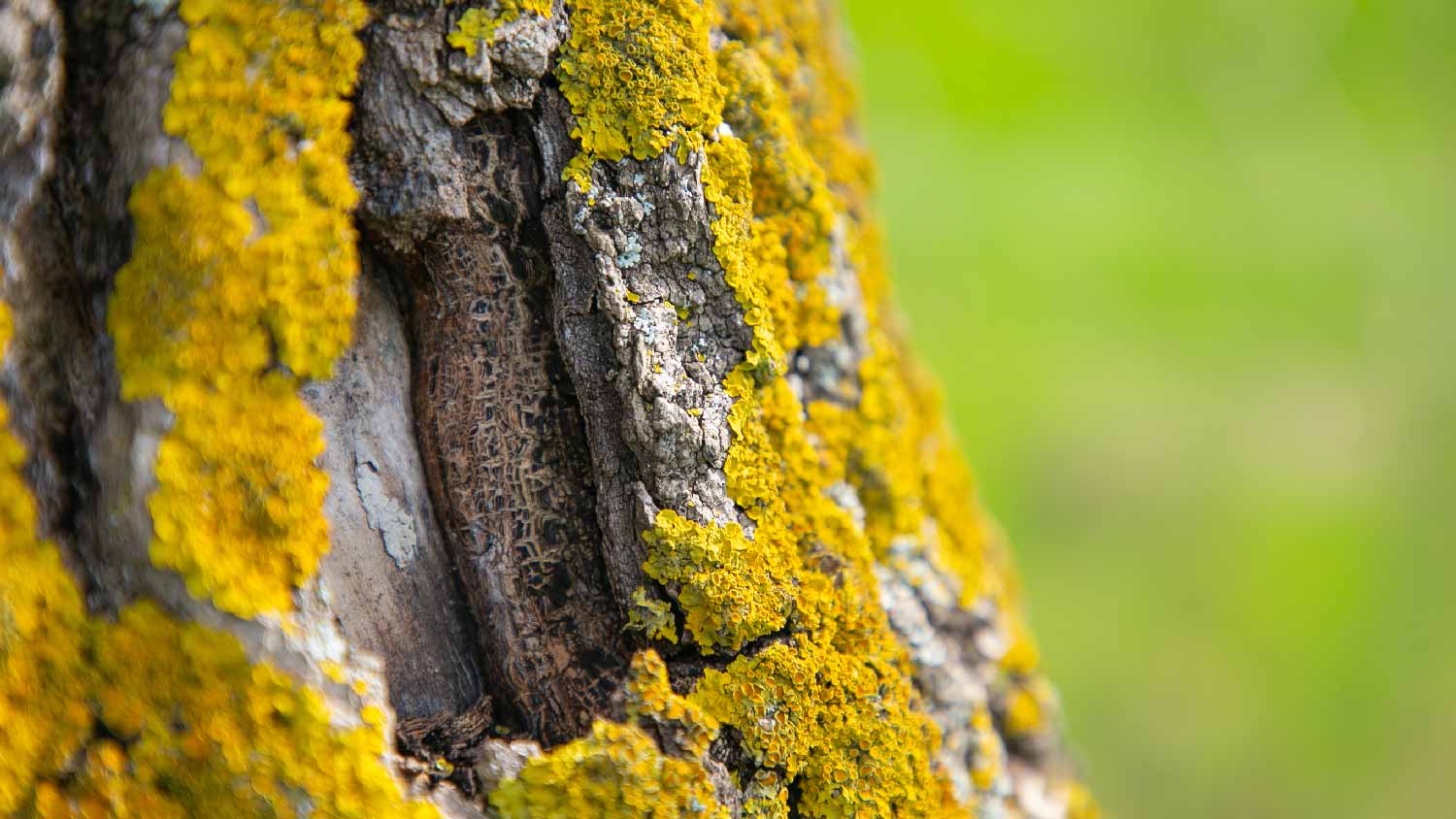 Close-up of tree fungus