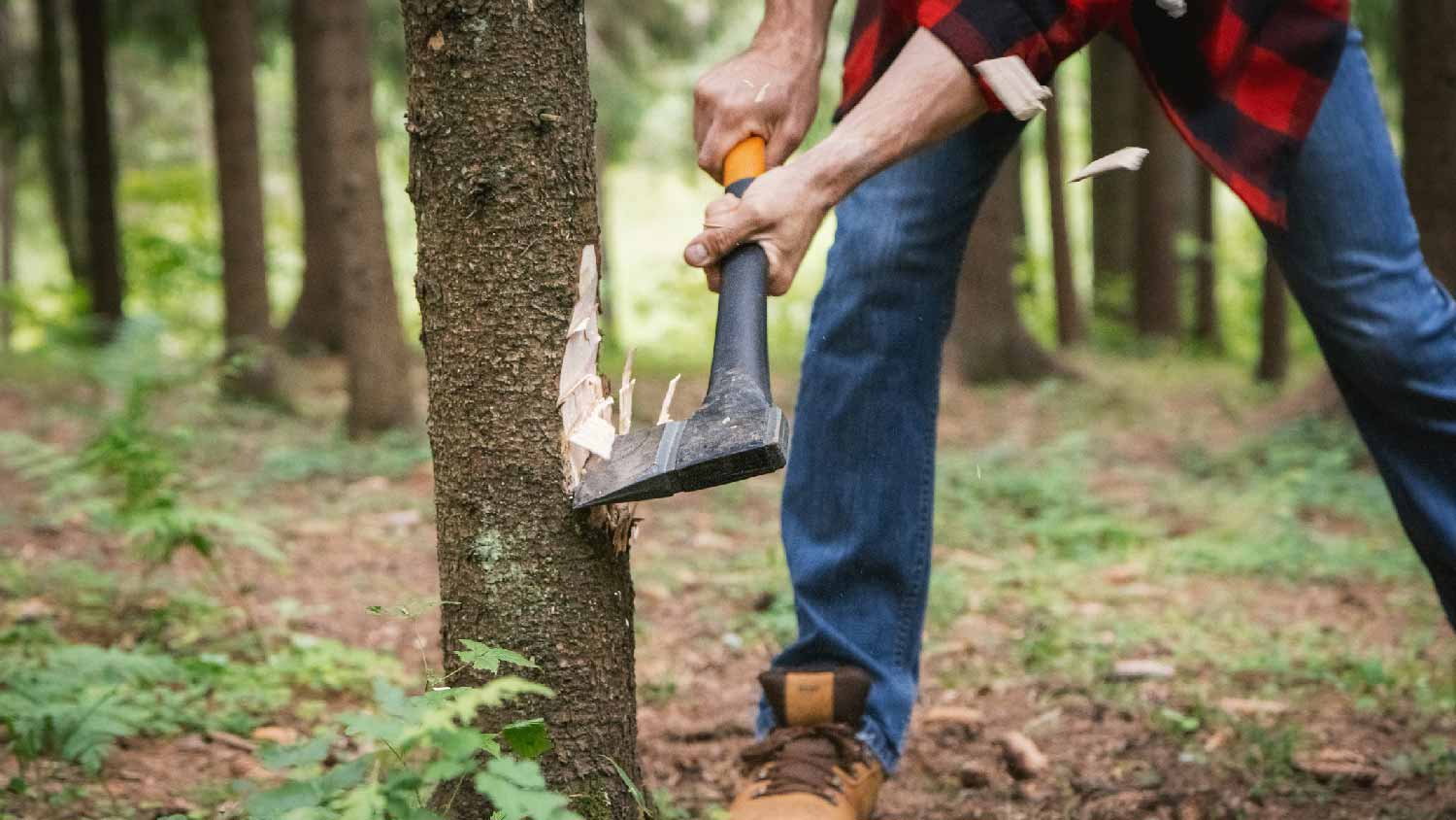 A man cutting a tree with an ax