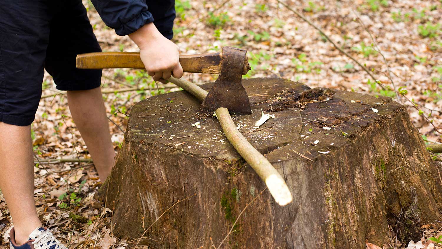 Using hatchet to cut a tree branch