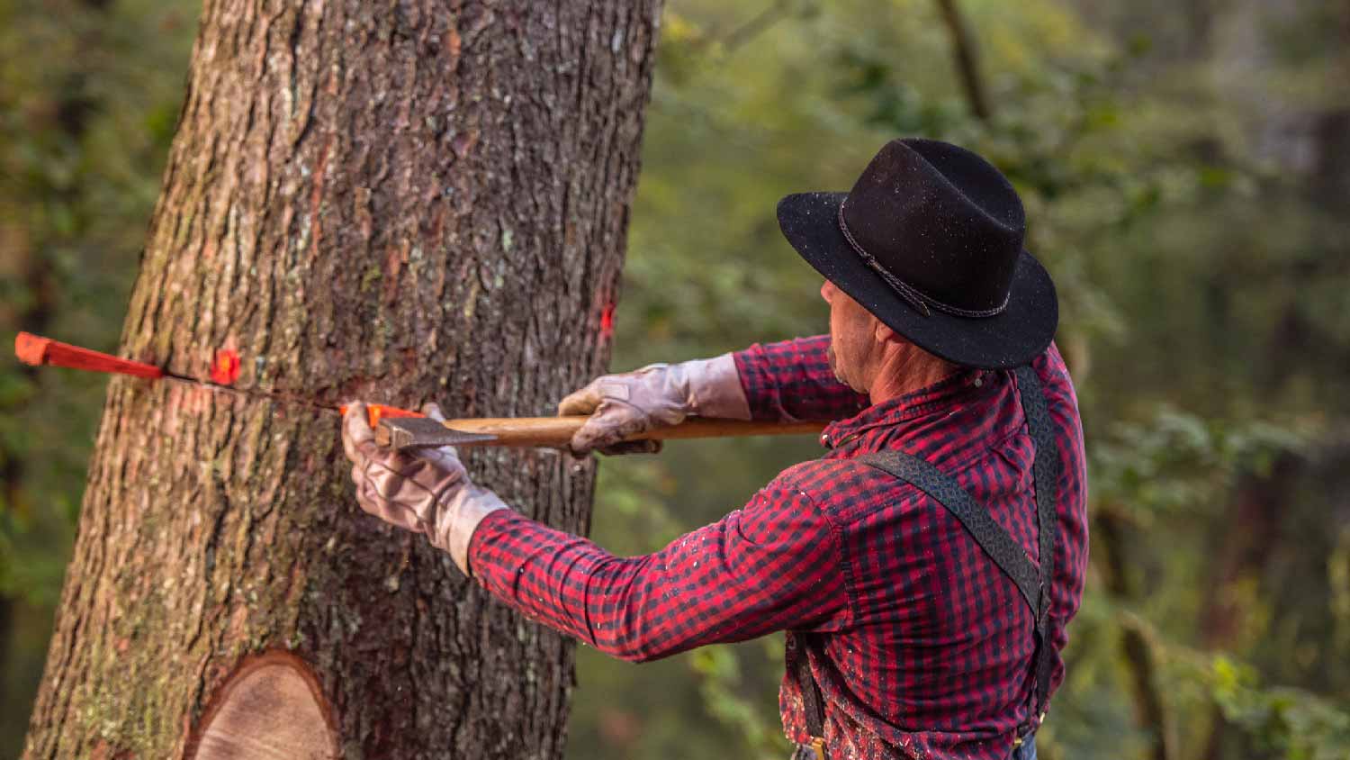 A man cutting a tree with an ax and wedges