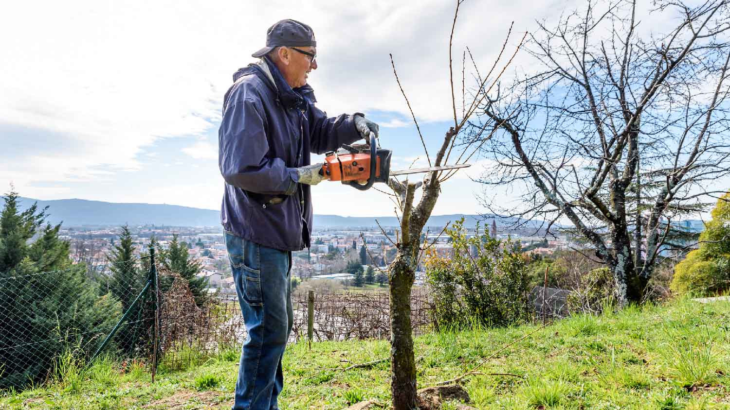A senior man cutting tree with a chainsaw