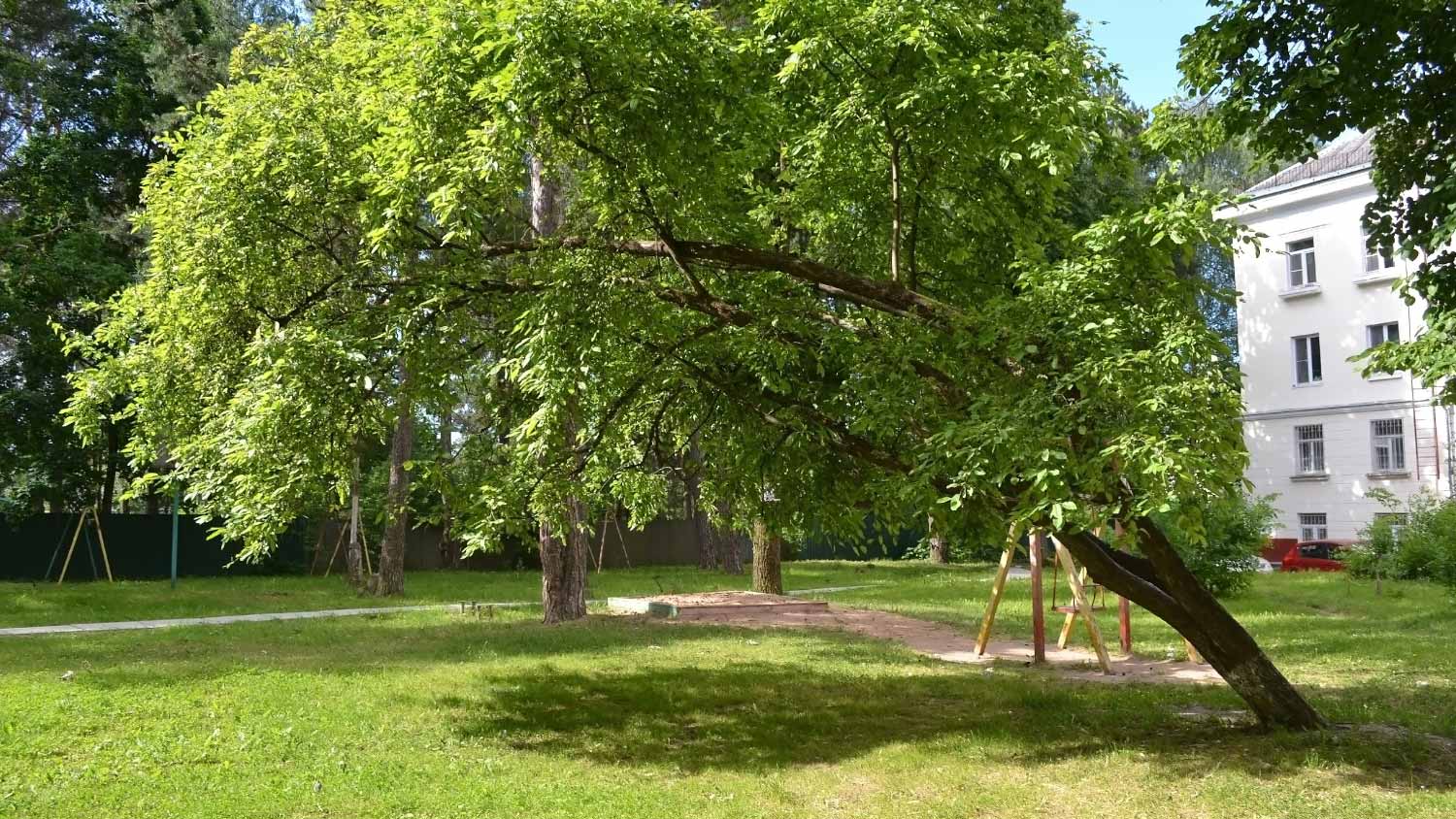 Falling tree in the yard