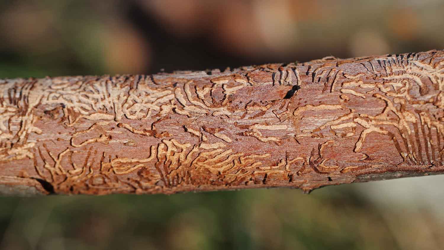 Dutch elm disease on an elm tree