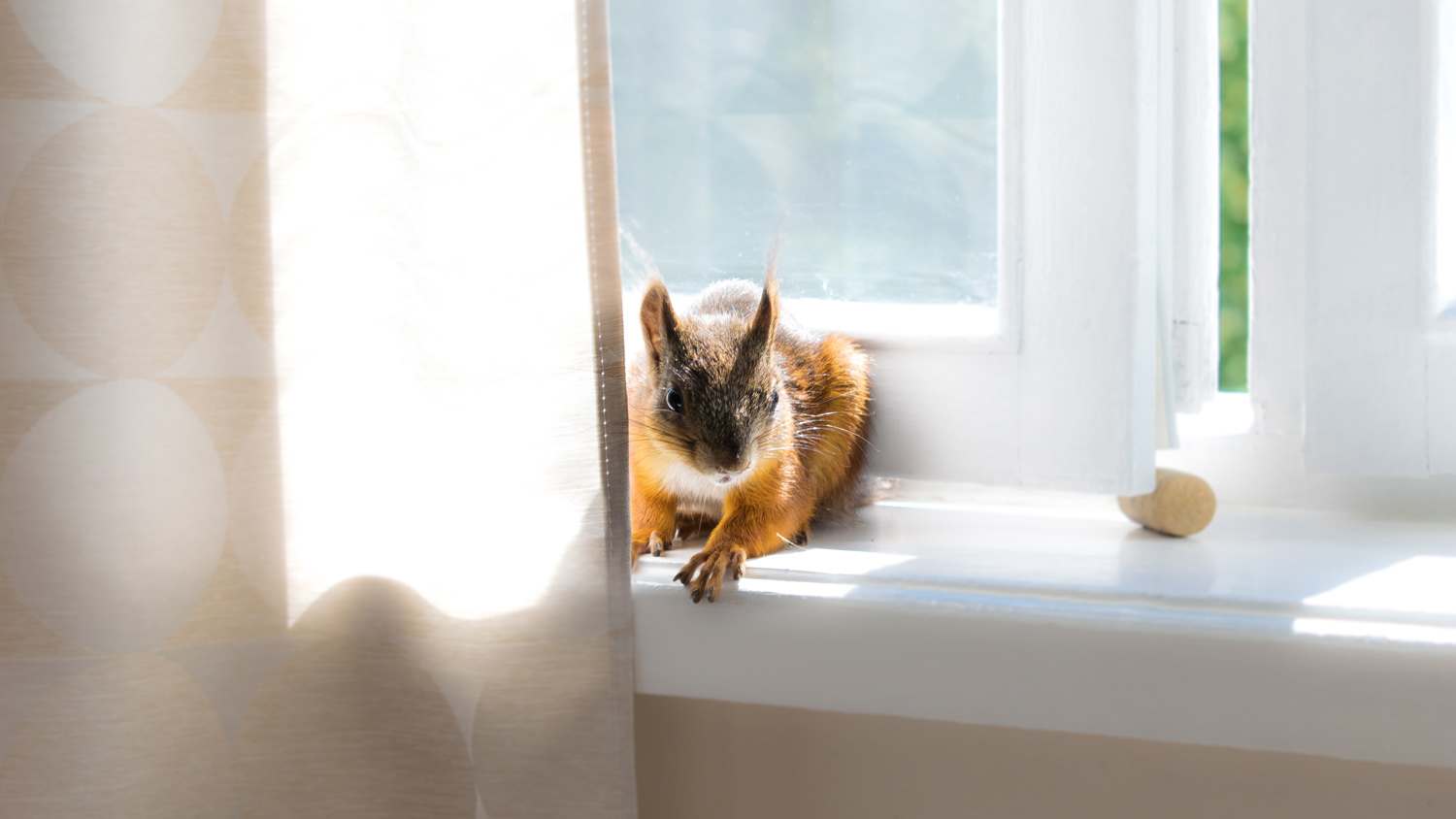 A squirrel hiding behind a curtain in a house