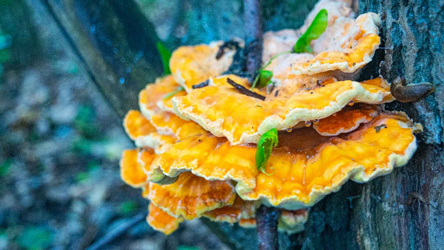 Close-up of yellow tree fungus on a bark of a tree