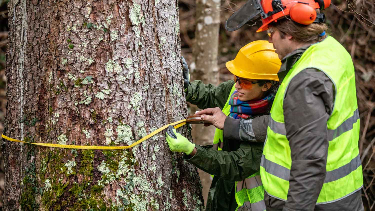 Two arborists measuring spruce tree trunk