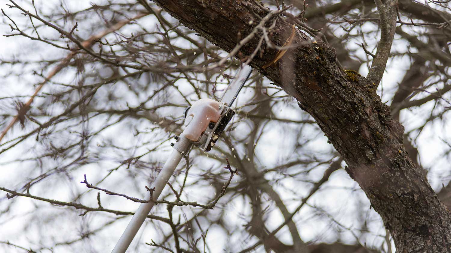 Gardener using pole saw to trim a tree