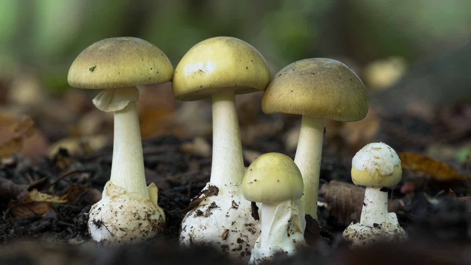 Death Cap Mushroom