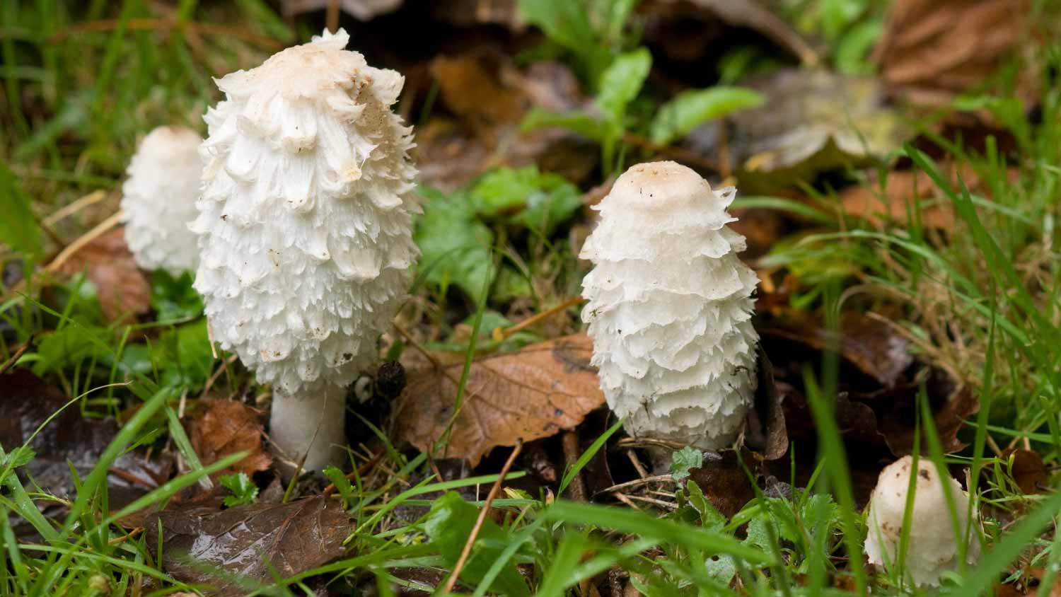 Lawyer’s Wig Mushroom