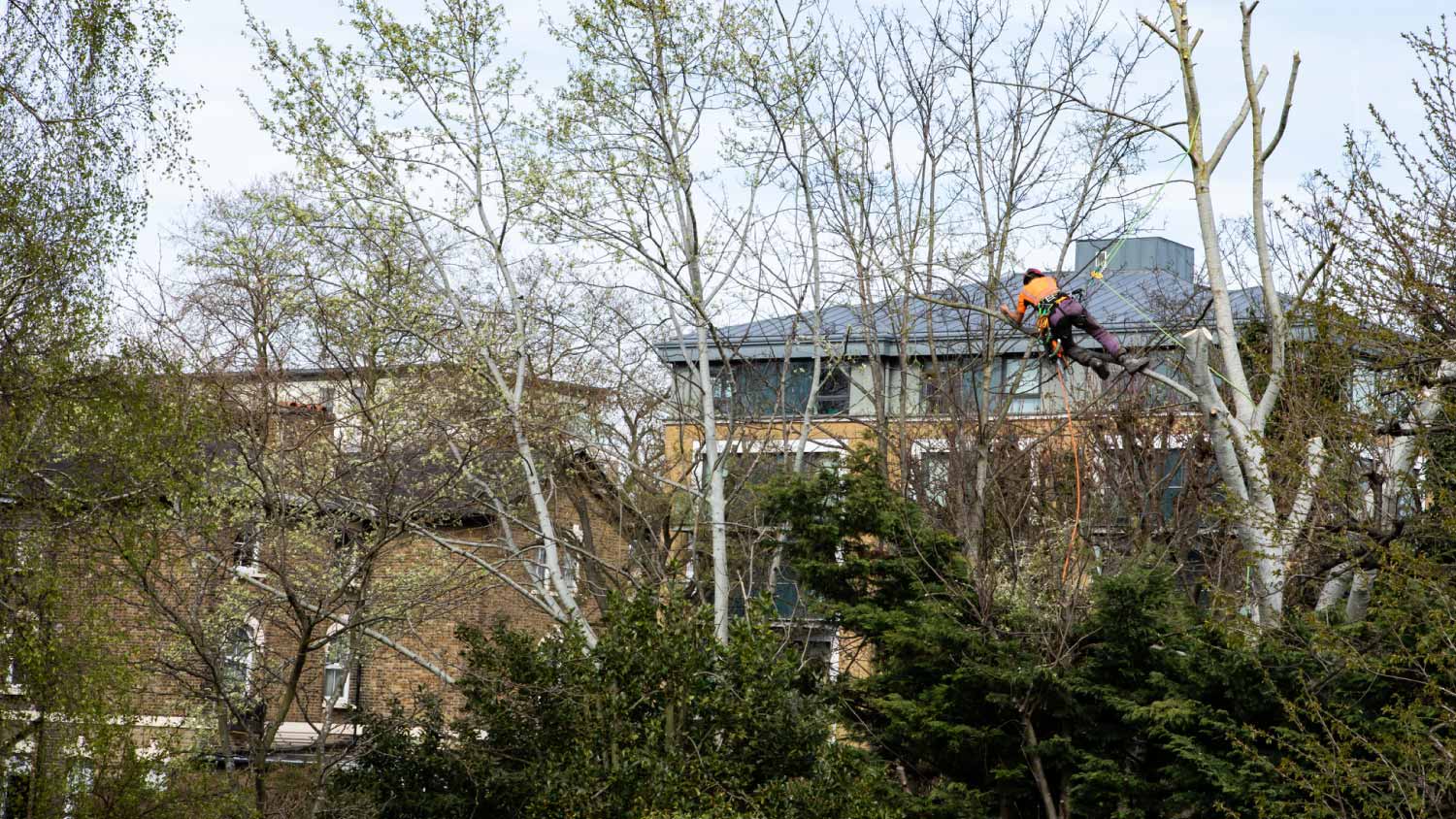 Man working in the crown of the tree
