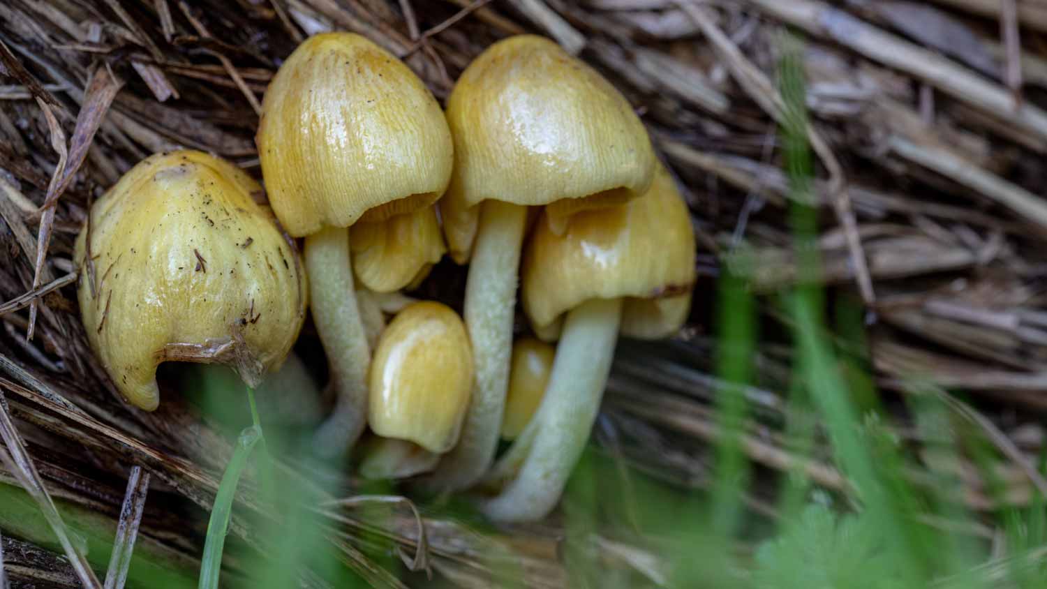 Yellow Field Cap Mushroom Bolbitius