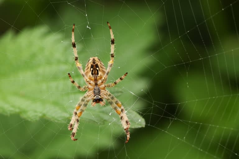 Garden Spider