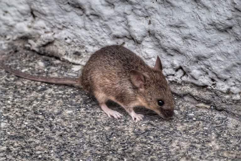 Mouse on a rock