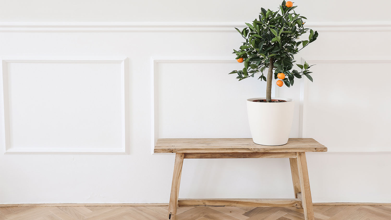 A room with quarter round trim and a plant