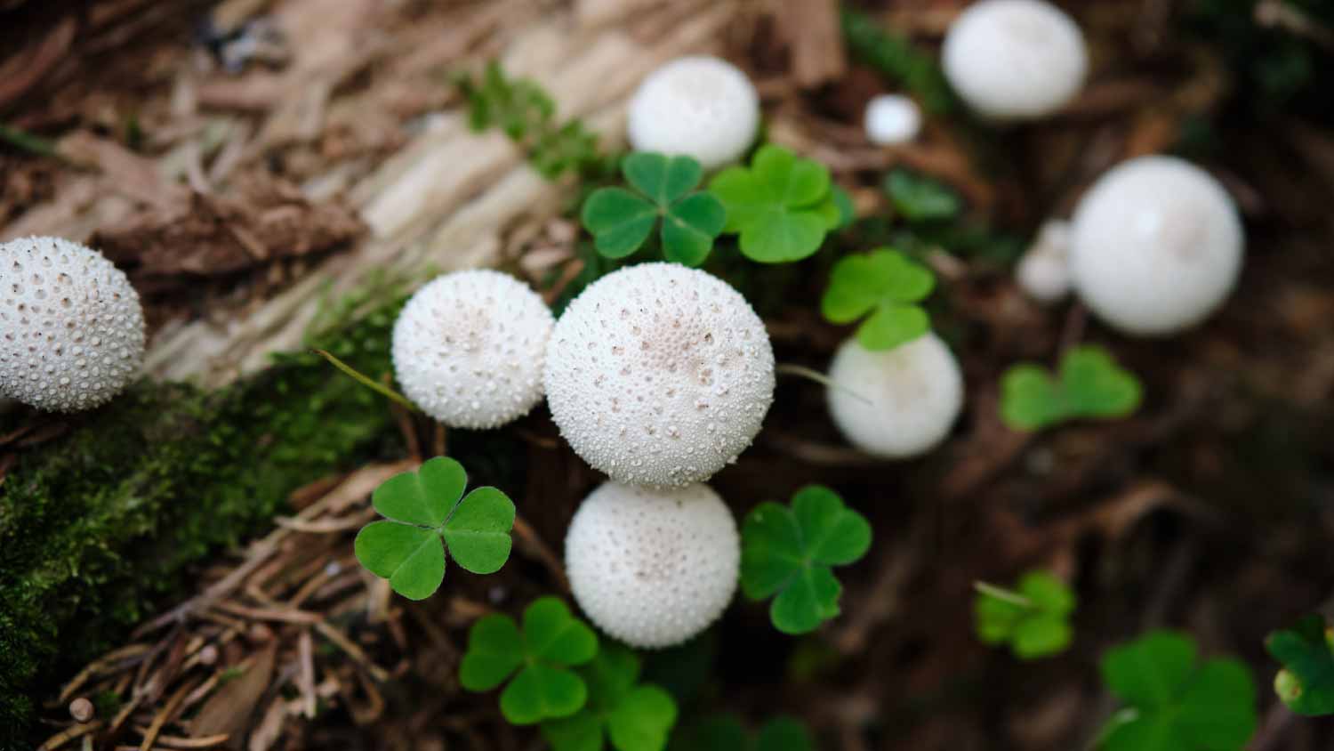 White puffball mushrooms