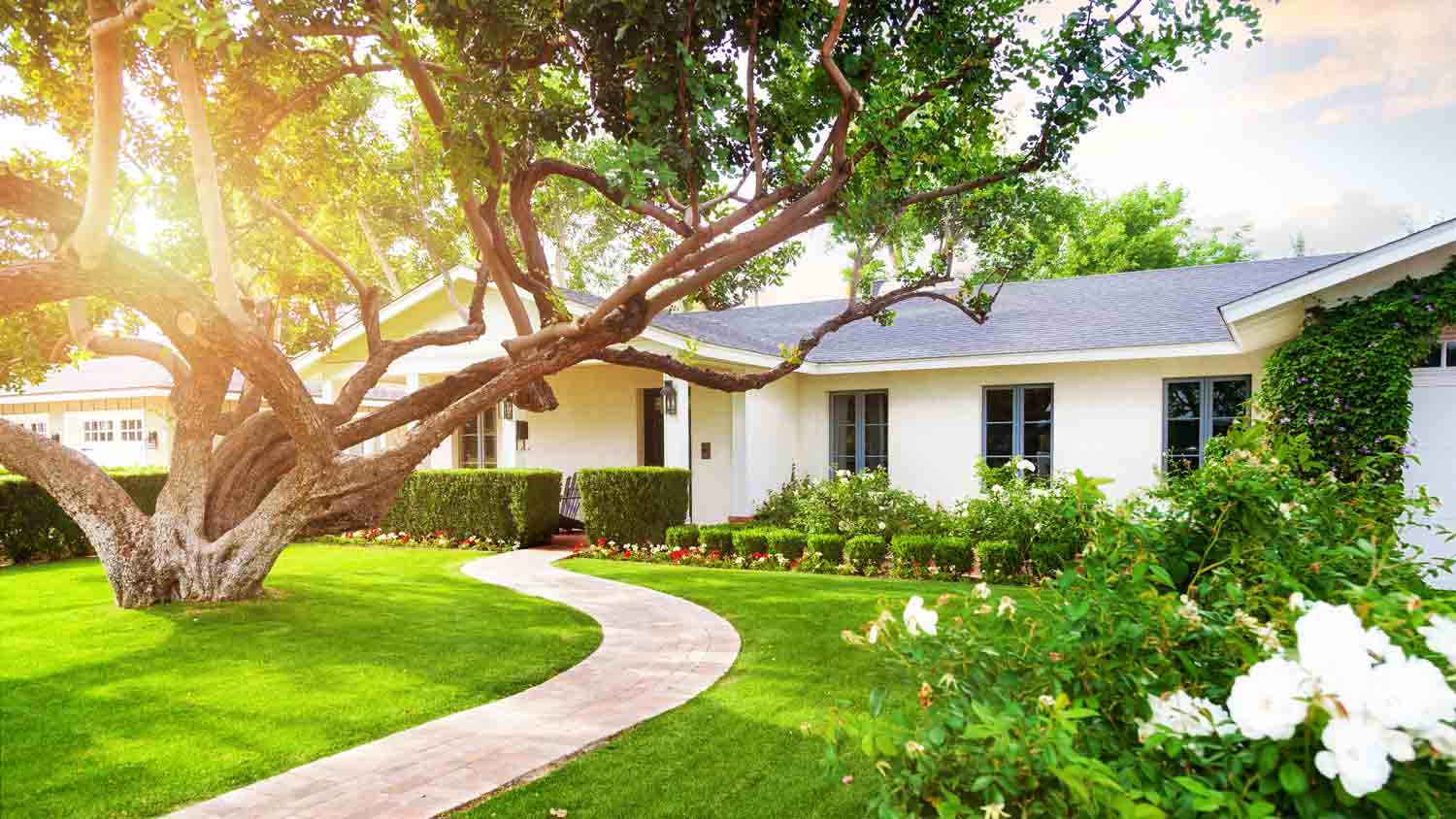 large beautiful tree in front of white home