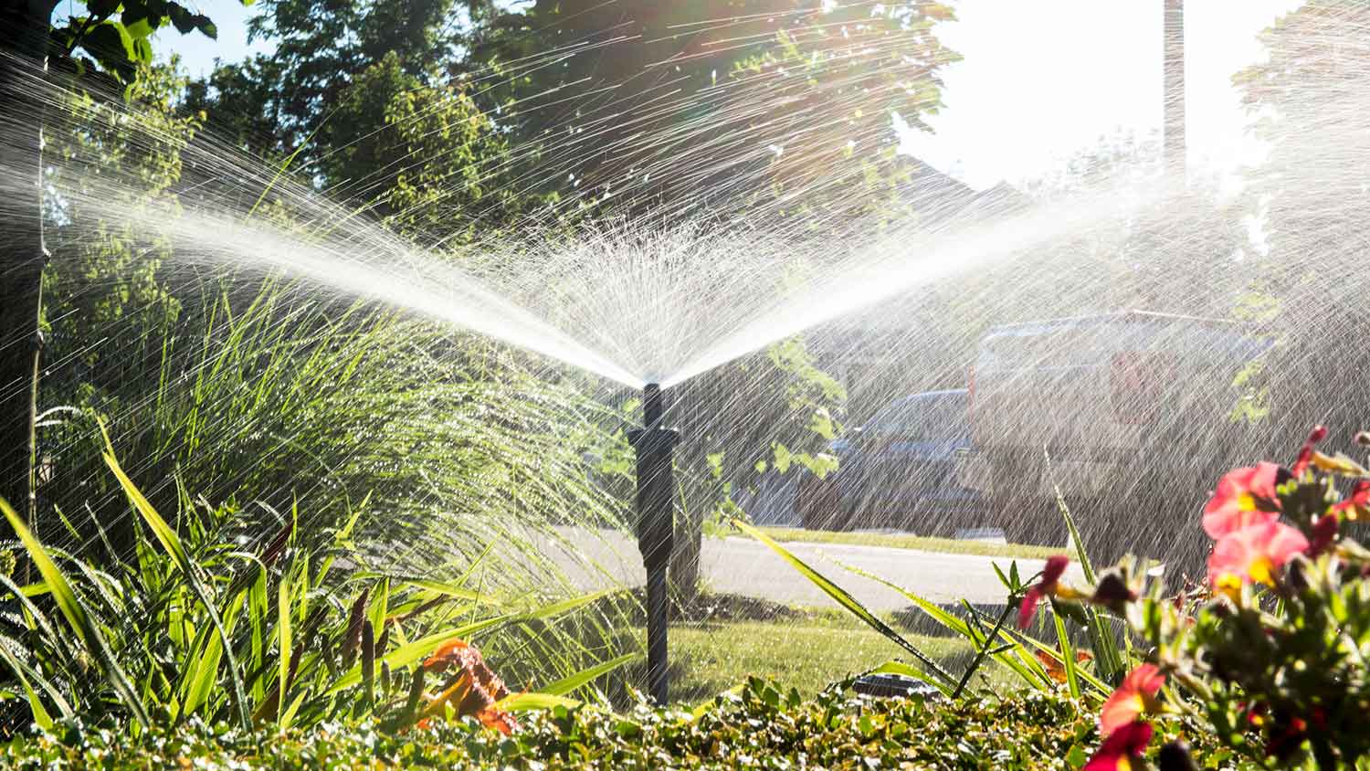 Lawn sprinkler watering plants in the yard