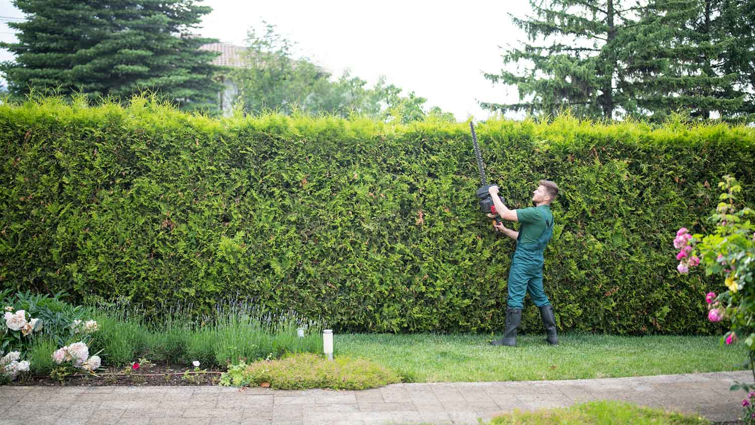 Gardener trimming tall hedge in the yard