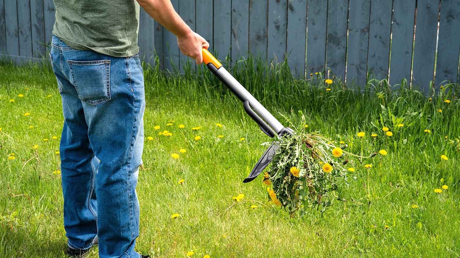 Man using weed pulling tool to remove weeds in the yard