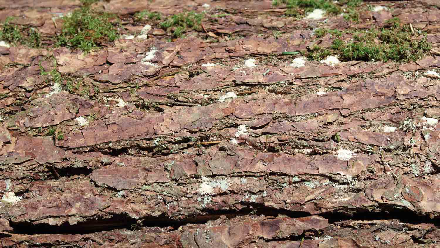 white sawdust from beetle on tree trunk
