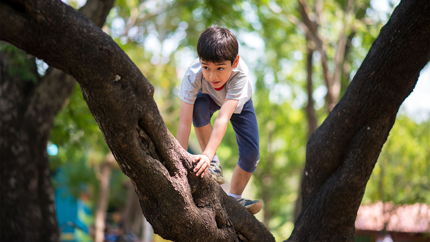 Boy climbing tree