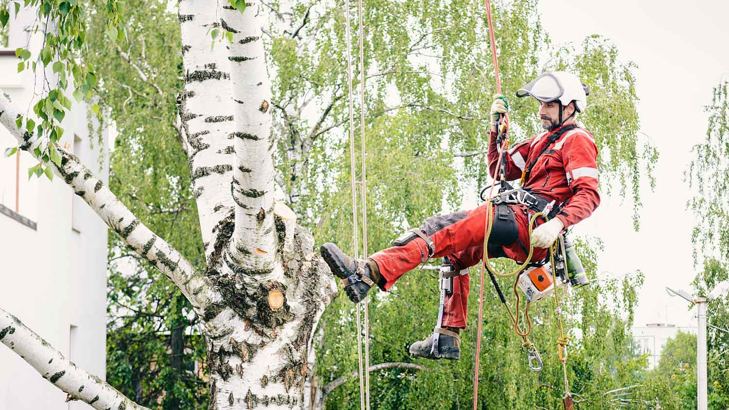 A professional with safety ropes cutting branches of a tree