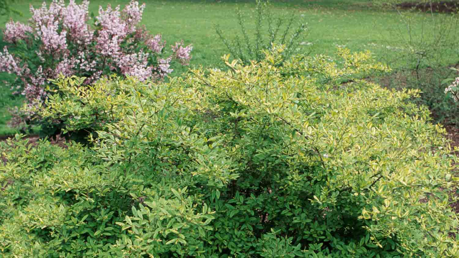 border privet hedge